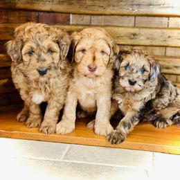 Poodle and Whoodle Puppies from Genesis Family Farm