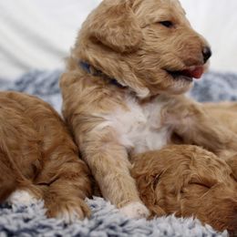 Bernedoodle, Goldendoodle, and Poodle Puppies from Raintree Standard Poodles & Mini Doodles