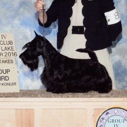 Eliza - Scottish Terrier