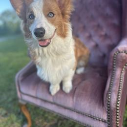 Charlie - Pembroke Welsh Corgi