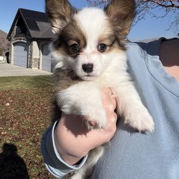 Bella - Sable female Pembroke Welsh Corgi puppy in Herriman, Utah from Celtic Corgis