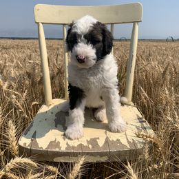 Sheepadoodle Puppies from Bo Peep Sheepadoodles