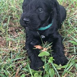 Miniature Schnauzer Puppies from Moore's Miniature Schnauzers