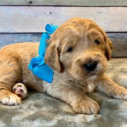 Blue Boy - Cream male Goldendoodle puppy in The Woodlands, Texas from Gracie's Goldendoodles and Bernedoodles of The Woodlands