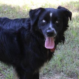 Cush - Australian Shepherd
