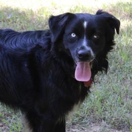 Cush - Australian Shepherd