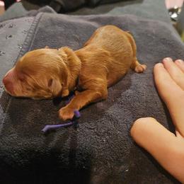 Prancer - Red  female Goldendoodle puppy in Layton, Utah from Lauralyn's Goldendoodles