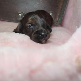 Haunted moonlight 2200 - Brindle male Dachshund puppy in Bristol, Tennessee from It's Mini Wieners Baby