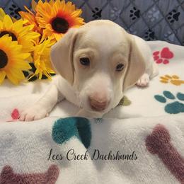 Murphy - Piebald male Dachshund puppy in Leesburg, Ohio from Lees Creek Dachshunds