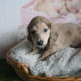 Benjamin - Blue and cream male Dachshund puppy in Pace, Florida from Shoebox Doxie’s