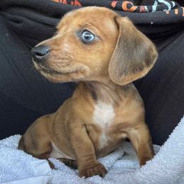 Sassy - Dapple female Dachshund puppy in Brooksville, Florida from Ween Acres