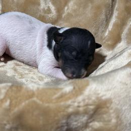 Marvel - Black tan and white female American Hairless Terrier puppy in Buckingham, Illinois from Gaus Hof