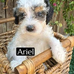 Ariel - Blue merle female Aussiedoodle puppy in Bakersfield, California from Annie's Aussies