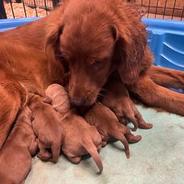 Golden Retriever puppies from Sellers Kennels