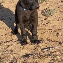 Grim - Black male German Shepherd puppy in Cochise, Arizona from Freiheit Von Himmel  Shepherds
