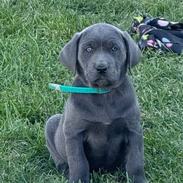 Charcoal-teal collar - Charcoal female Dilute Retriever puppy in Teton County, Montana from East Front Labradors & Treasure State Schnauzers