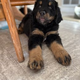 Bernedoodle and Poodle Puppies from Doggy Darlins