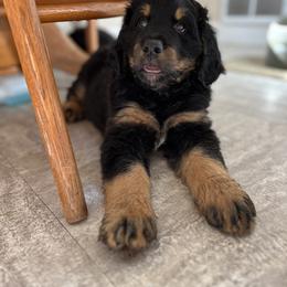 Bernedoodle and Poodle Puppies from Doggy Darlins
