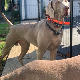 Rocco - Weimaraner