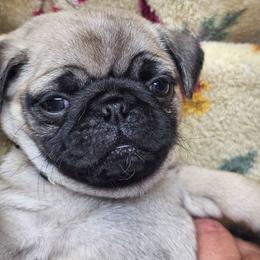 Beautiful Baby boy Beau - Fawn male Pug puppy in Kodak, Tennessee from My Princess Pugs