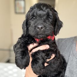 Sausage - Black male Goldendoodle puppy in Marion, Ohio from Doodles & Doxies