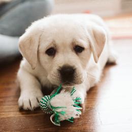 Labrador Retriever Puppies from Grand River Labradors