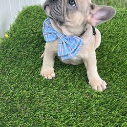 French Bulldog Puppies from Double Barrel Bullies