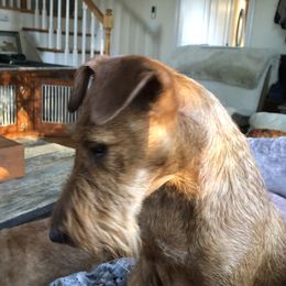 Irish Terriers from Jeanette Lovett