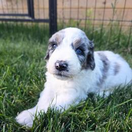 Brynn - Blue merle female Bernedoodle puppy in Blackfoot, Idaho from Draper Mountain Doodles
