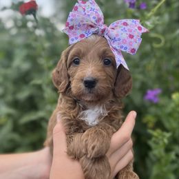 Taffy - Red  female Goldendoodle puppy in Sugar City, Idaho from Idaho Sugar Doodle Pups