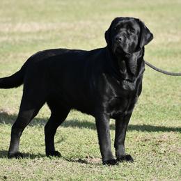Song - Labrador Retriever