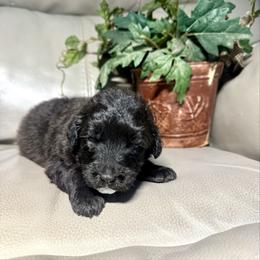 Kiki - Black and white female Aussiedoodle puppy in Lake City, Florida from Dream Hollow Farm
