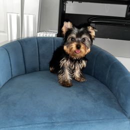 MIA - Blue and gold female Yorkshire Terrier puppy in Cape Coral, Florida from Katherine’s Yorkies and Poodles