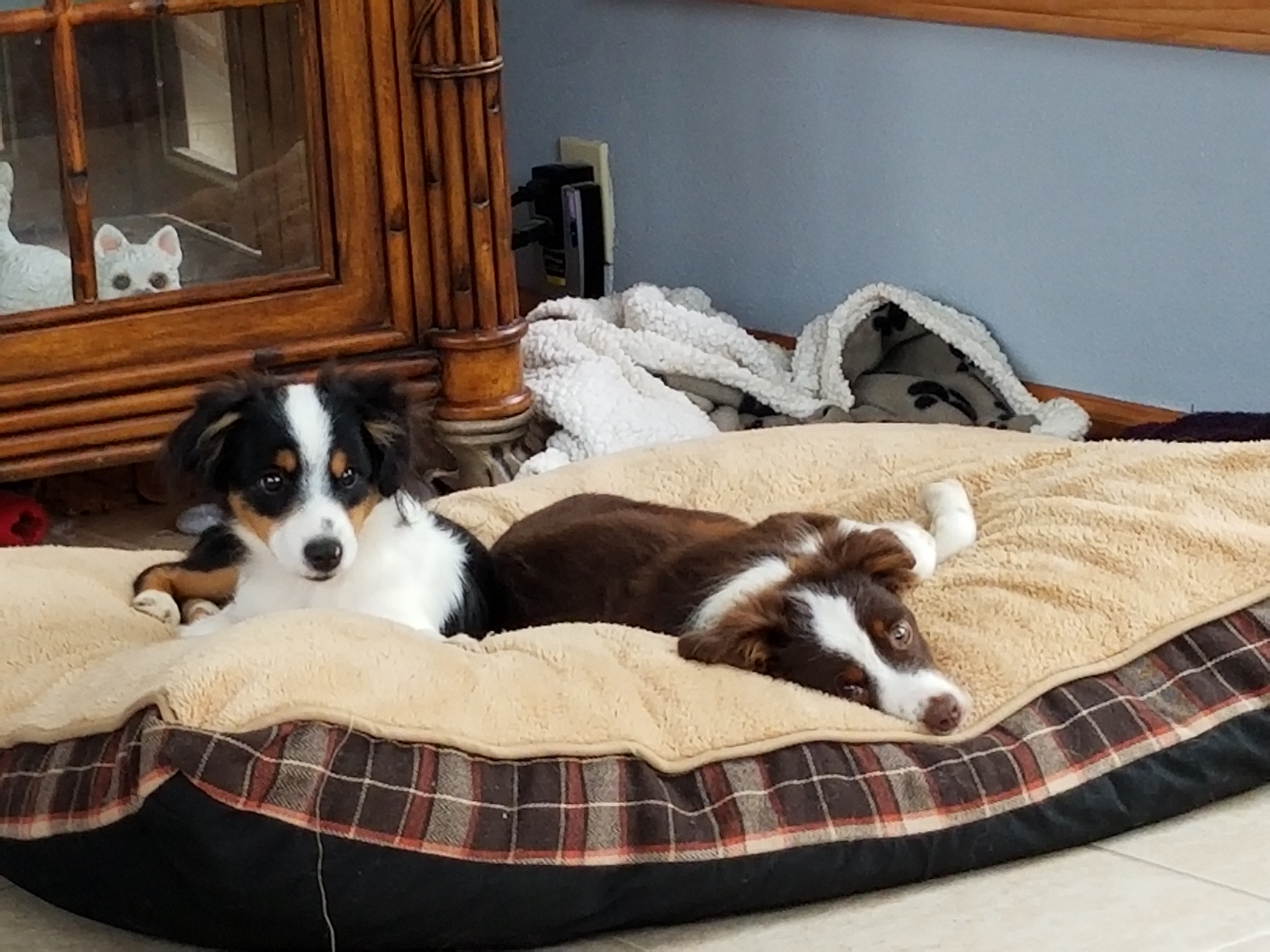 Australian Shepherd Puppies from Crazy 8 Aussies