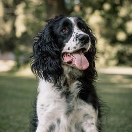 Ruger - English Springer Spaniel