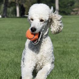 Poodles from My Diamond In The Ruff Standard Poodles