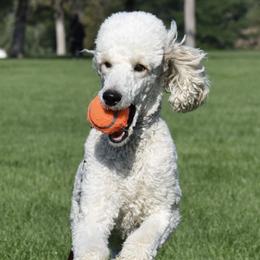 Poodles from My Diamond In The Ruff Standard Poodles