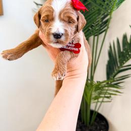 Red delicious - Red  female Goldendoodle puppy in West Haven, Utah from Split Mountain Doodles