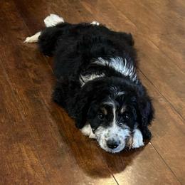 Titan - Tri-color male Bernedoodle puppy in Arabi, Georgia from Huckadoodle Farm