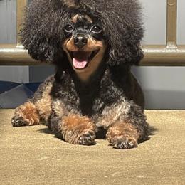 Buckeye - Poodle