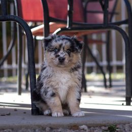Boy 2 - Australian Shepherd puppy from Forte Australian Shepherds & Co.