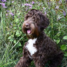 Australian Labradoodle All Grown Up from Sweet Tea Australian Labradoodles