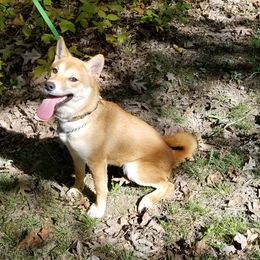 JW - Shiba Inu