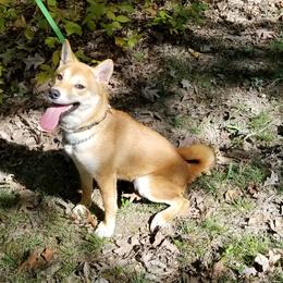 JW - Shiba Inu