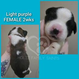 Light purple FEMALE - White and brown female Saint Bernard puppy in Kaukauna, Wisconsin from Holtz Family Saints