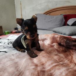 Piston - Black and tan male Yorkshire Terrier puppy in Sidney, Ohio from Little Yorkie World