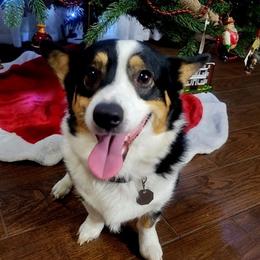 Pembroke Welsh Corgis from Triple T Corgis