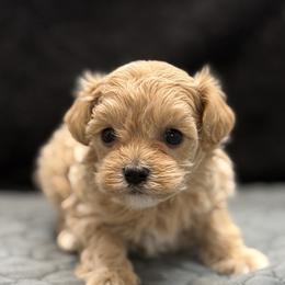 Champion of Health - Red male Maltipoo puppy in Bowling Green, Kentucky from Denise Clark