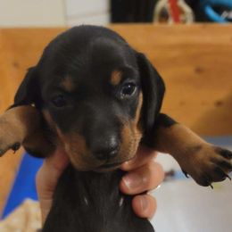Dachshund Puppies from Three Ween Crew