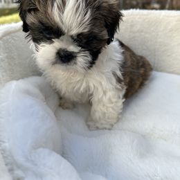 Enzo - Tricolor male Shih Tzu puppy in Boston, Massachusetts from London's puppies